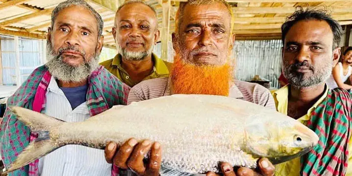 এক ইলিশের দাম ১১ হাজার